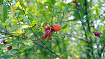 Obraz premium flowers bloom and become fruits, pomegranate fruits on the tree