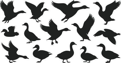 Black silhouettes of ducks and geese in flight, standing and floating poses on white background, ideal for design and illustration © Hello There