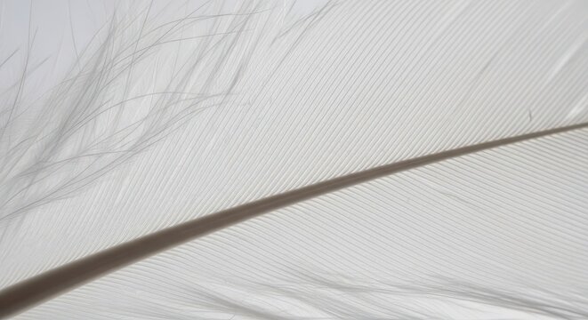 Extreme close up reveals the fine structure of a delicate white plume barbules