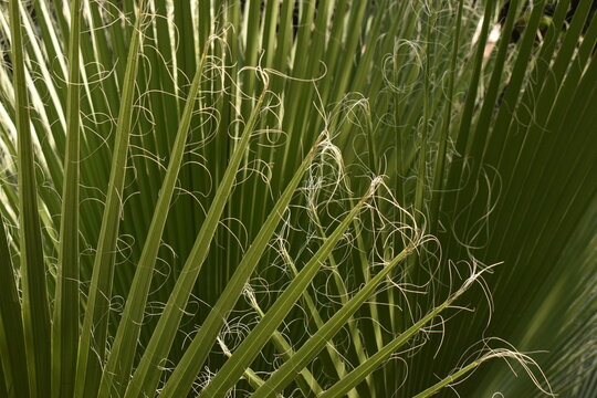 plant texture