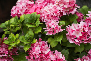 Closeup of a pink hydrangea flowers