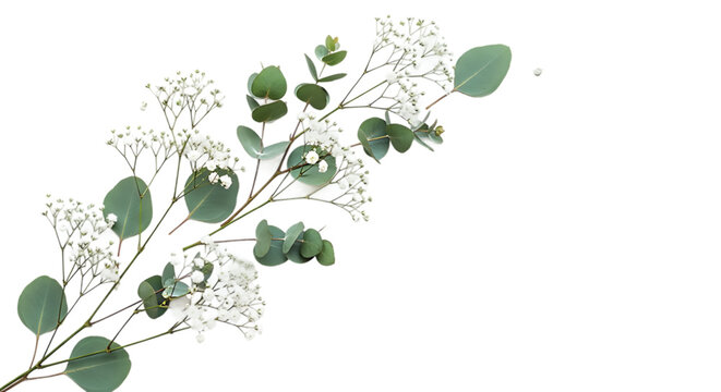 Eucalyptus leaves with baby&rsquo;s breath flowers, botanical arrangement on black background, natural greenery, floral design, elegant decoration, modern plant ar