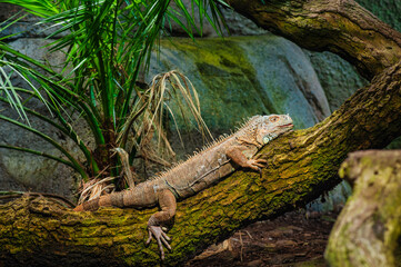 Portrait of a green iguana (Iguana iguana) lying on a tree trunk.