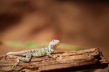 Fototapeta premium A black and green spotted lizard is sunbathing on a tree trunk.