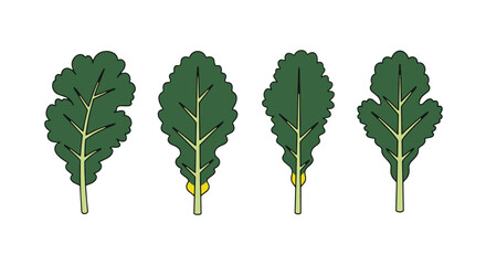 Naklejka premium Kale leaf Line art minimal abstract color illustration