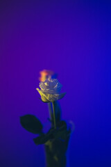 Obraz premium blue and yellow tulip
