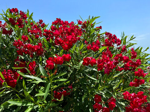 Oleander nerium red flowering shrub.