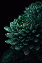Moody Dark Green Chrysanthemum Flower Macro on Black Background