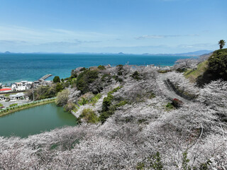 愛媛県伊予市　ふたみ潮風ふれあい公園の桜
