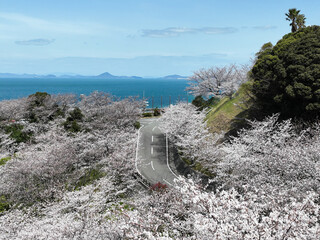 愛媛県伊予市　ふたみ潮風ふれあい公園の桜
