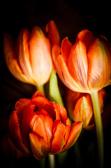Tulpen orange in einer Reihe vor Holz Dekoration