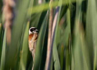 Penduline tit bird perched on reeds