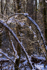 Sunlight filtering through snowy bare forest branches