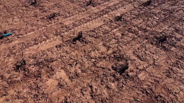 Drone tilt up reveal of vineyard rows on red clay soil toward horizon.
