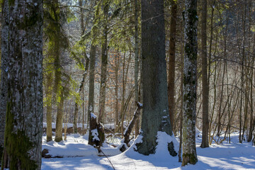 Winter forest with sunlight illuminating snowy trees