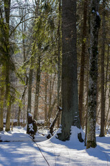 Winter forest landscape with sunlit pine trees and deep snow