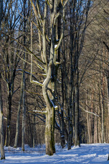Winter forest snow landscape with bare trees and shadows