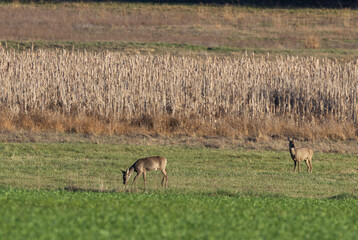 Roe deer grazing in green field near dry crops