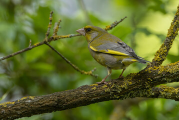 European greenfinch perching on a mossy branch in natural habitat