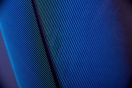 Abstract Macro of Blue Feather Structure