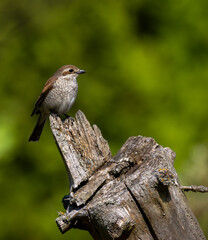 Juvenile red-backed shrike perching on old wood