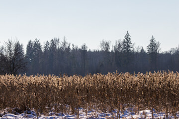 Cattails and snow covering winter field landscape