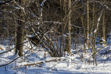 Winter forest scene with sunlit snow and bare trees