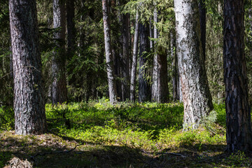 Forest trees growing among green undergrowth in sunlight