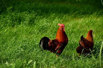 Rooster and Hen in Lush Green Grass © fotowunsch