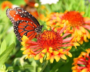 Obraz premium Butterfly