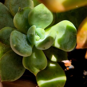 Close-up of Graptoveria Opalina Succulent Rosette in Natural Light