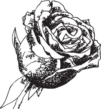 Hand drawn sketch of a rose flower on white background