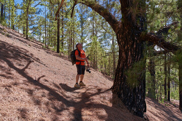 Obraz premium Man filming large Canary pine trunk in forest