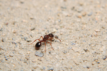 Black carpenter ant macro photo	
