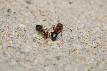 Black carpenter ant macro photo	