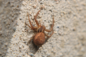 xysticus kochi spider macro photo	