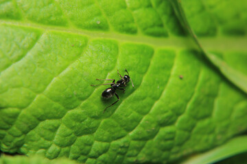 Fototapeta premium Black carpenter ant macro photo 