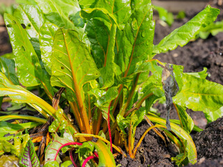 Obraz premium Vibrant Swiss chard growing in rich garden soil on a sunny day.