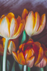 Tulpen orange in einer Reihe vor Holz Dekoration