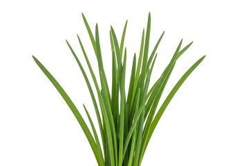 Fototapeta premium A green plant with long thin leaves