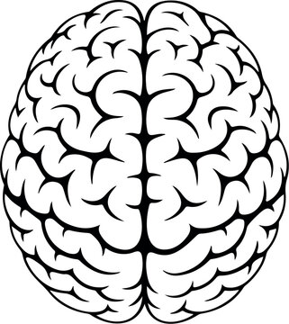 Human Brain Silhouette Vector Set Top View Anatomical Outline