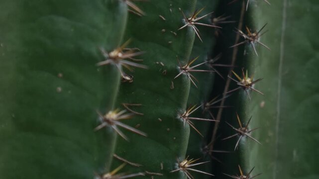 Sharp pointed golden spines thorns on green cactus stem surface creating natural protection defense pattern closeup