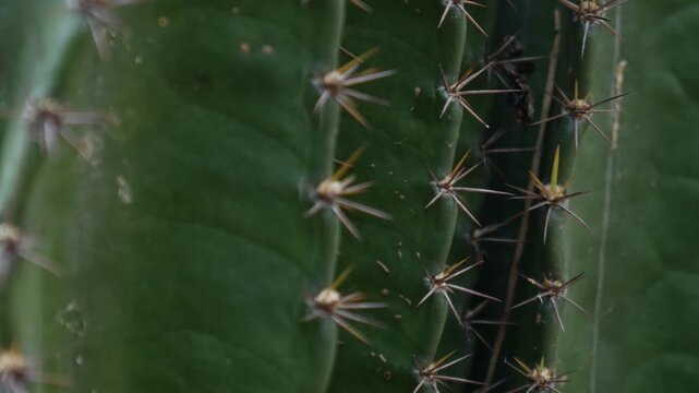 Sharp pointed golden spines thorns on green cactus stem surface creating natural protection defense pattern closeup