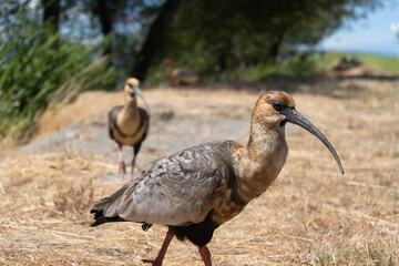 Two buff-necked ibises walking, natural habitat, brown tones, outdoor background