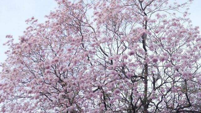 dreamy soft pink tabebuia trumpet tree flowers in full bloom creating ethereal romantic spring atmosphere