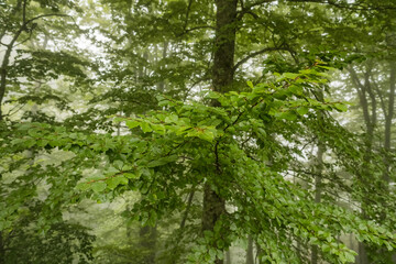 Close up of vibrant green beech leaves in a misty mountain forest
