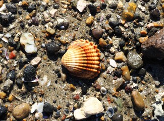 Seashell of a bivalve mollusk from the Cardiidae family on the beach   © Paolo