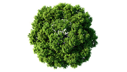 Fototapeta premium Bird's-eye view of a lush green tree crown against a black background