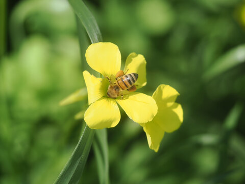Western honey bee (Apis mellifera) collecting pollen from a Bermuda buttercup (Oxalis pes-caprae)