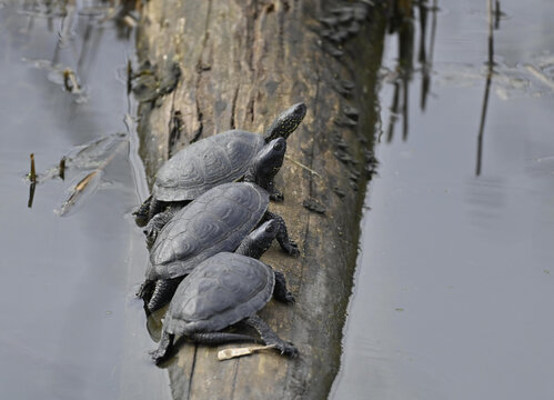 Sumpfschildkr&ouml;te Europ&auml;sch